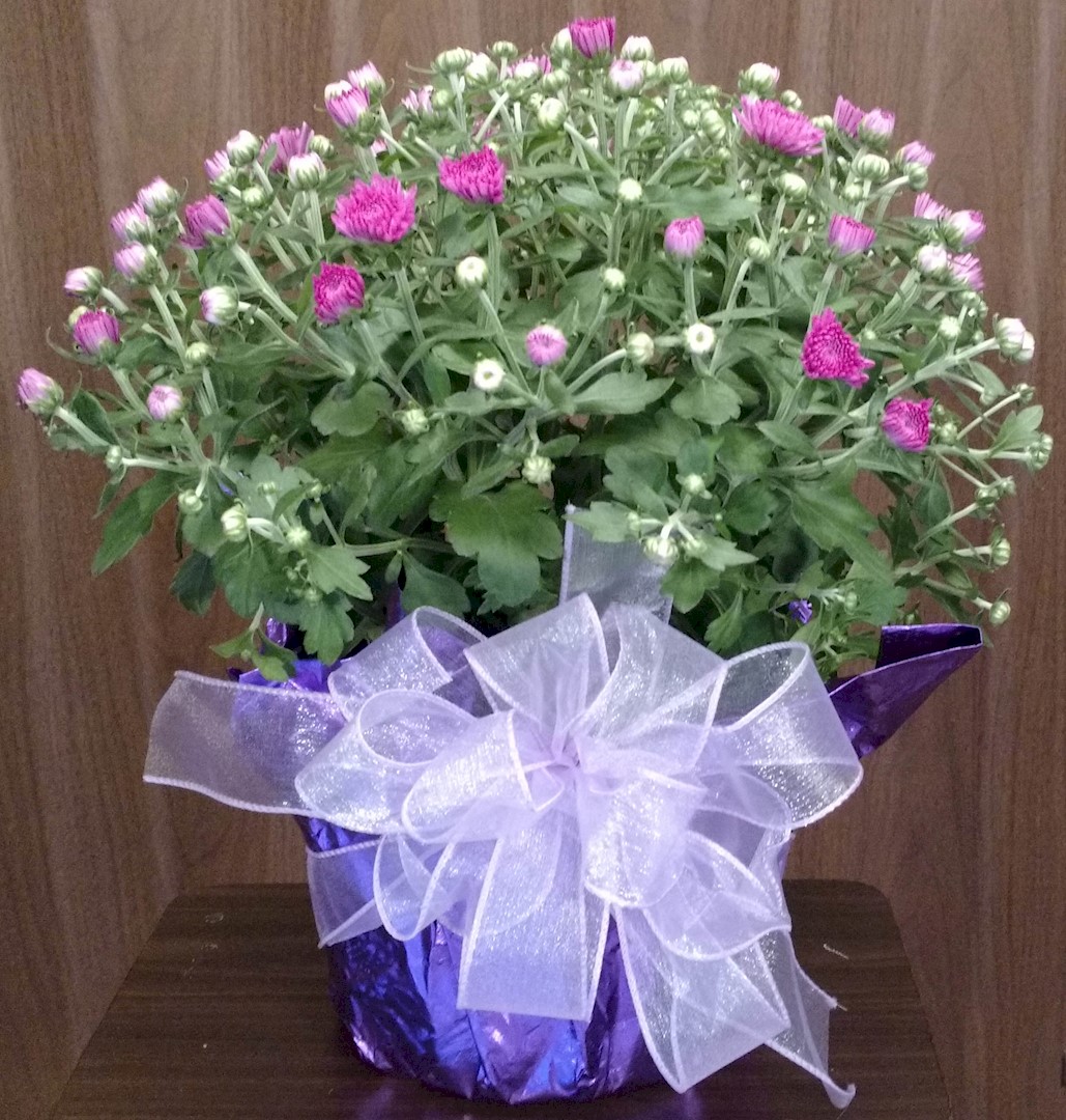 Flowers from Dan and Cindy Hauk Family