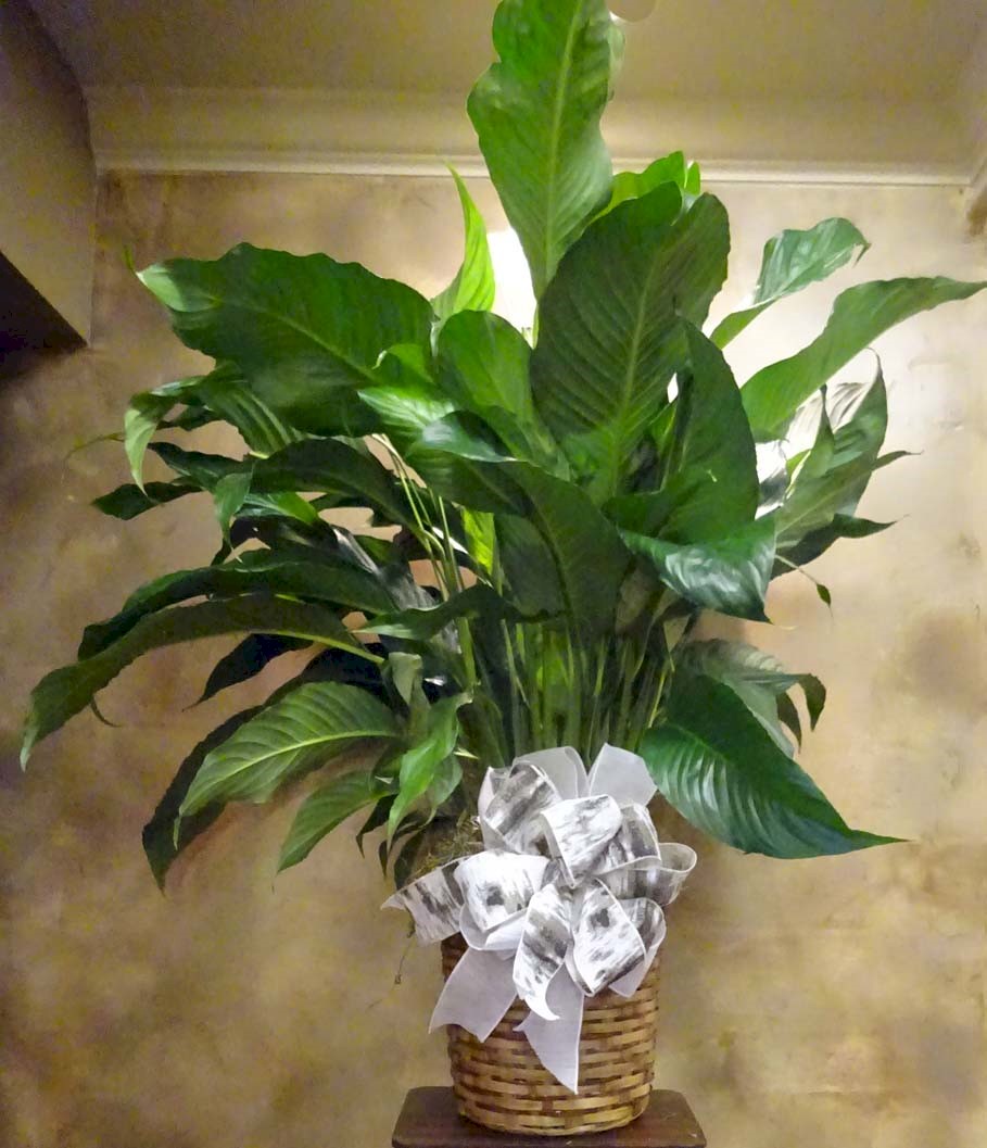 Flowers from The Gang at CCS