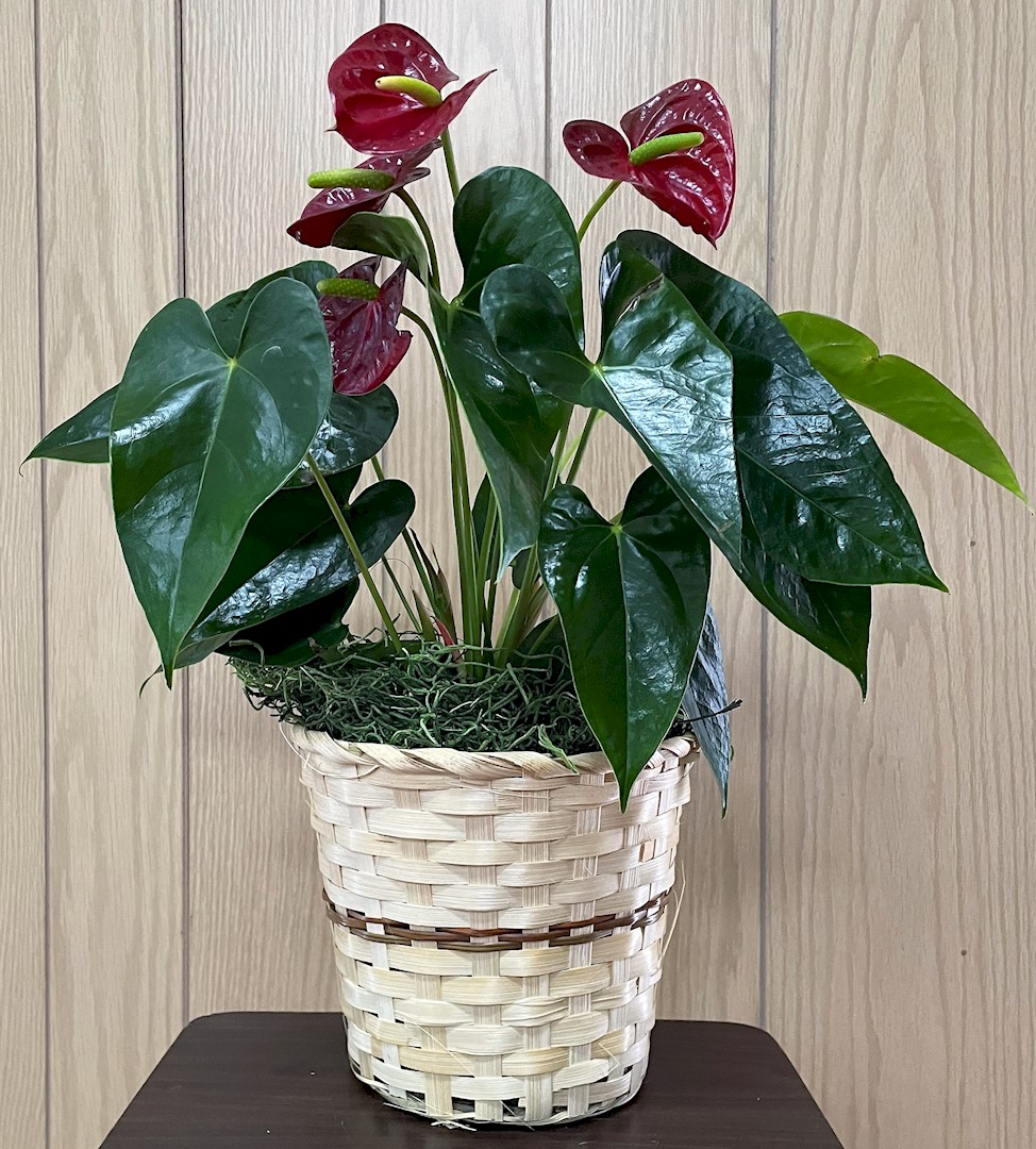 Flowers from Dakota Country Pharmacy
