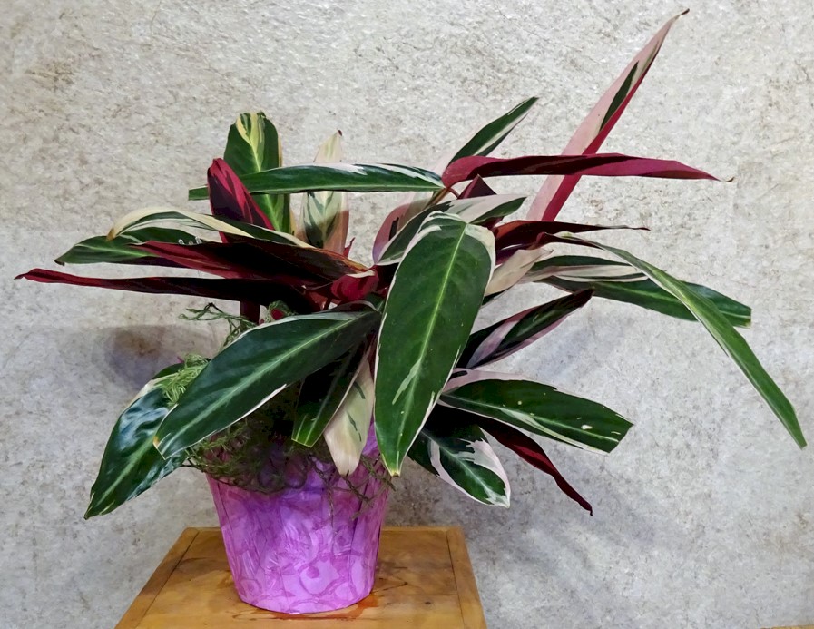 Flowers from BHFCU - Mandi, Brandi, and Ginger