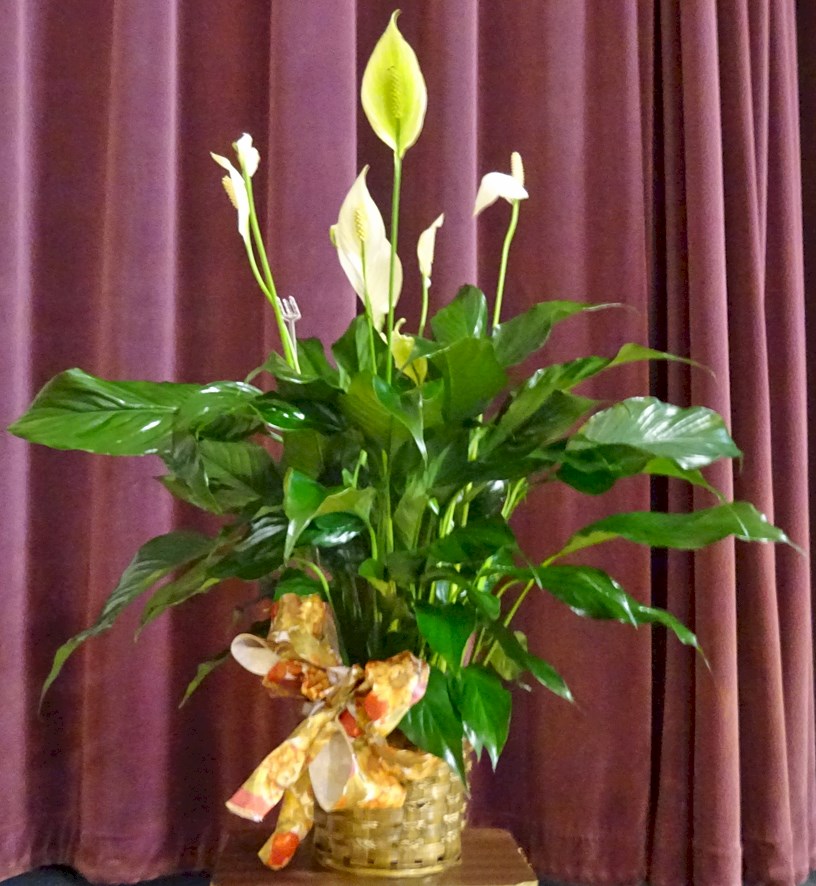 Flowers from Stacy and Arlie Sandine