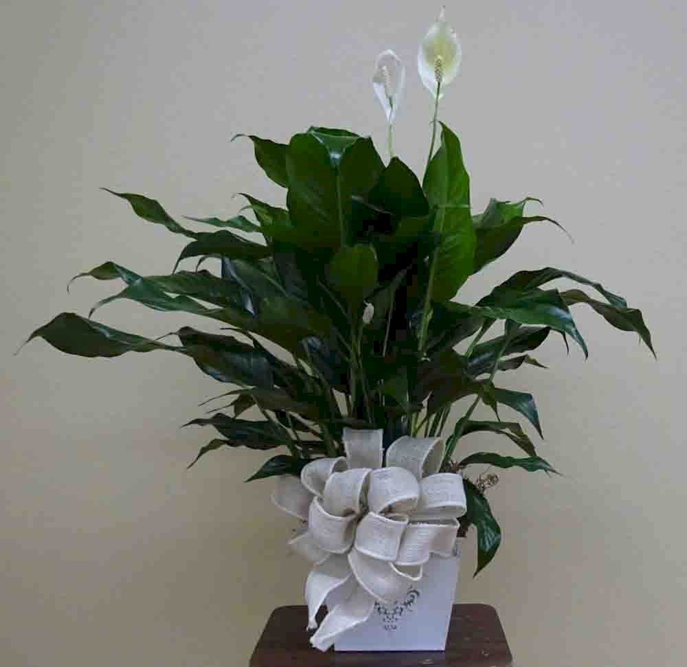 Flowers from Midland Community Library