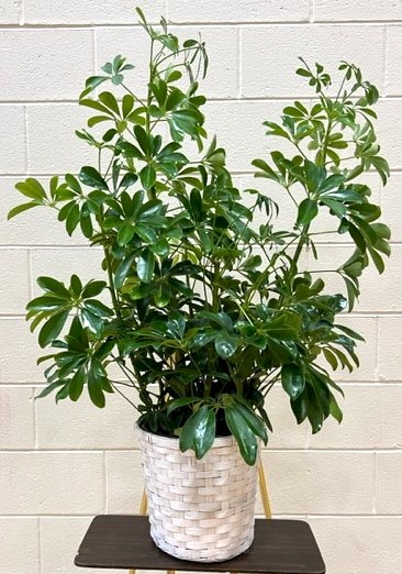 Flowers from The Scotchman Living Center Team