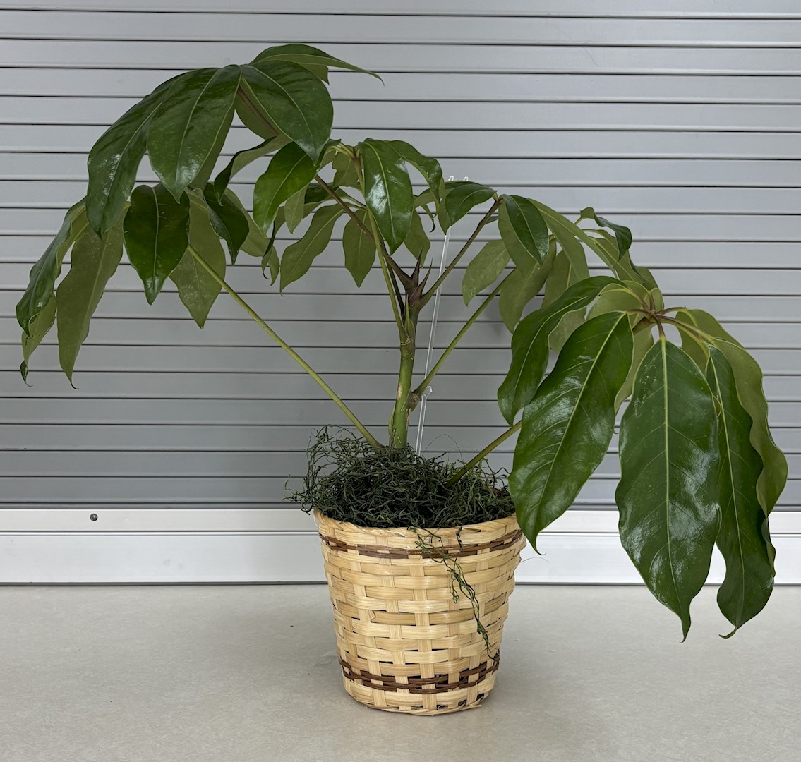 Flowers from Mark, Judith, and Family and Todd and Traci