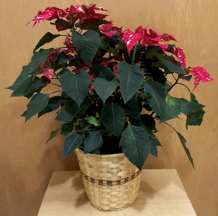 Flowers from Your Open Bible Church Family