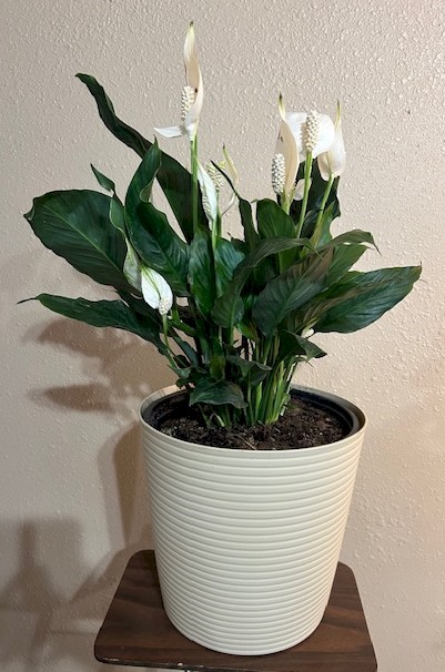 Flowers from Melanie and Wayne Shull