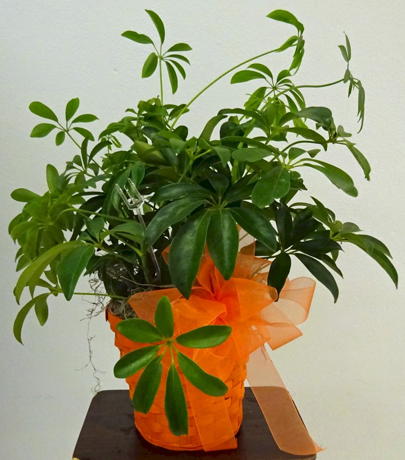 Flowers from George Paul Michael's and Family