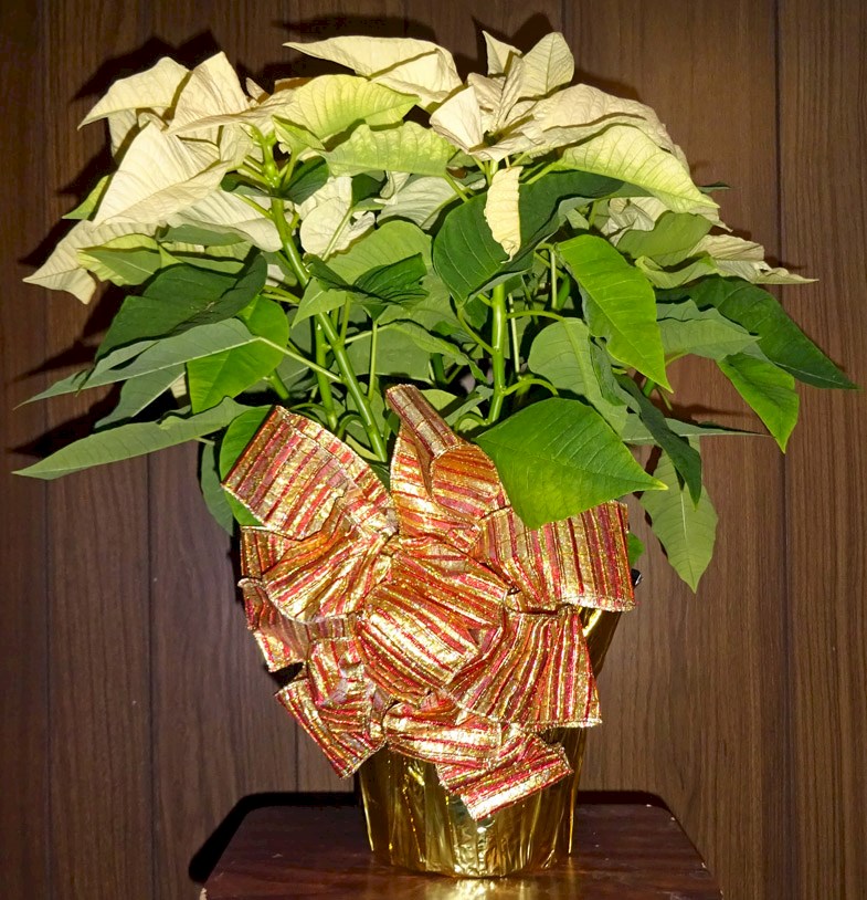 Flowers from Chuck and Jonny