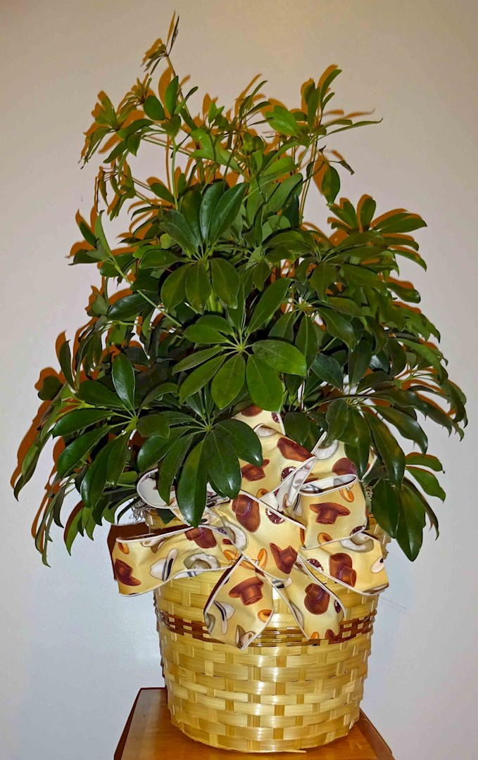 Flowers from Heavy Constructors