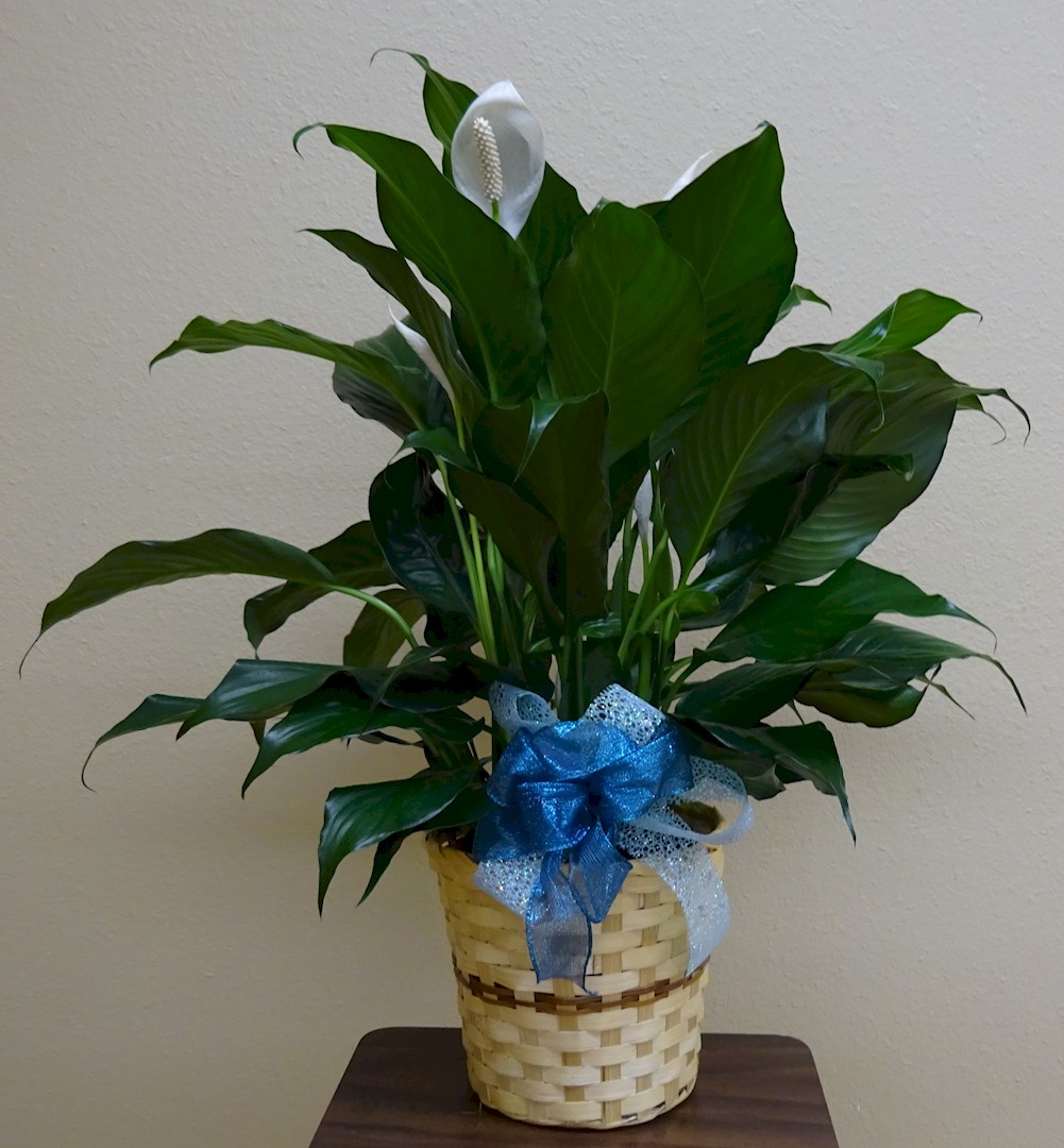 Flowers from Family