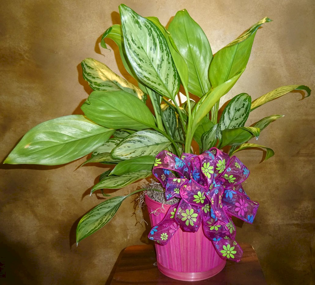 Flowers from Cory, Alisha, and Family