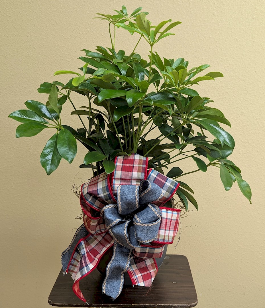 Flowers from Dakota Country Pharmacy