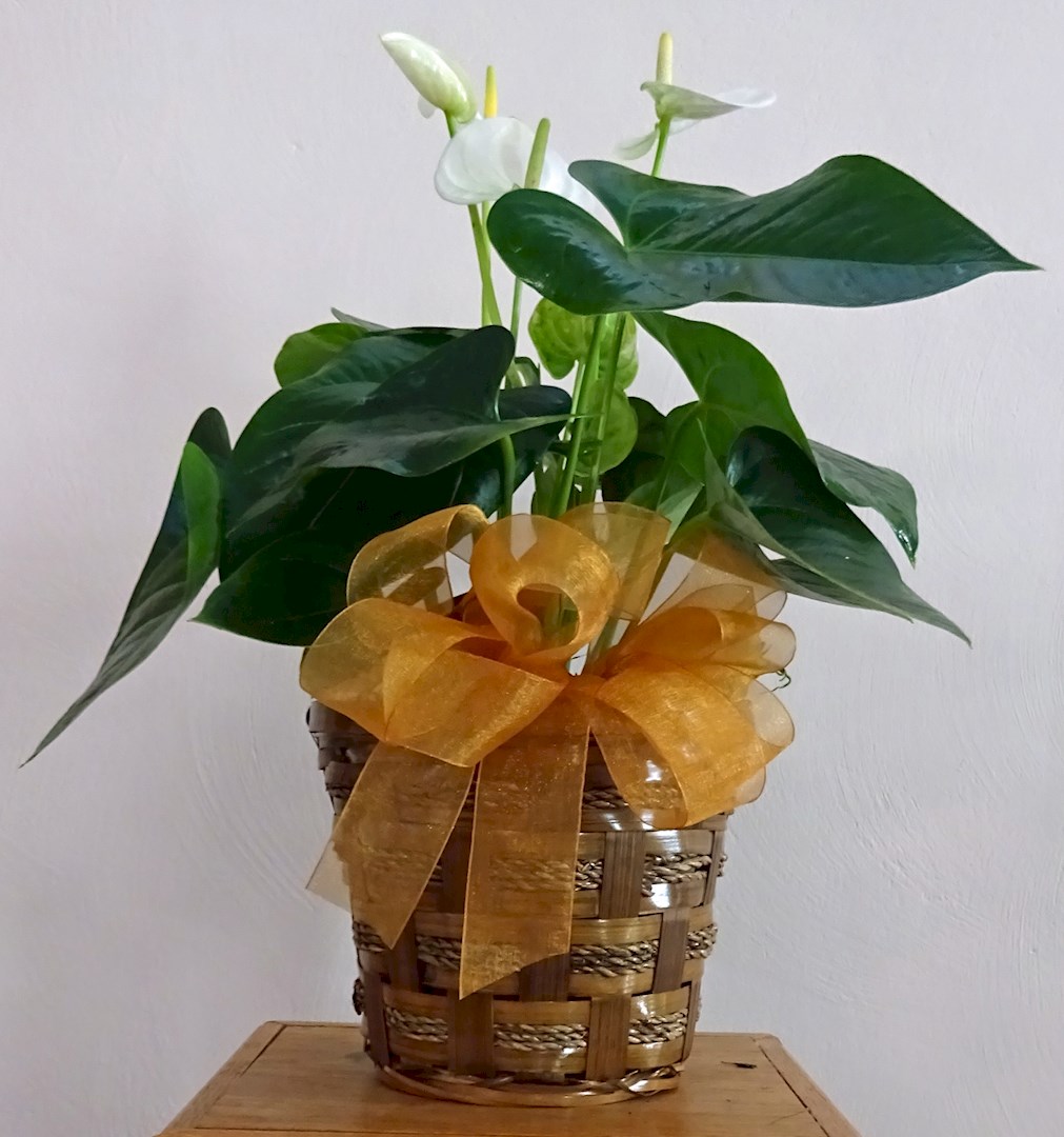 Flowers from Dakota Country Pharmacy