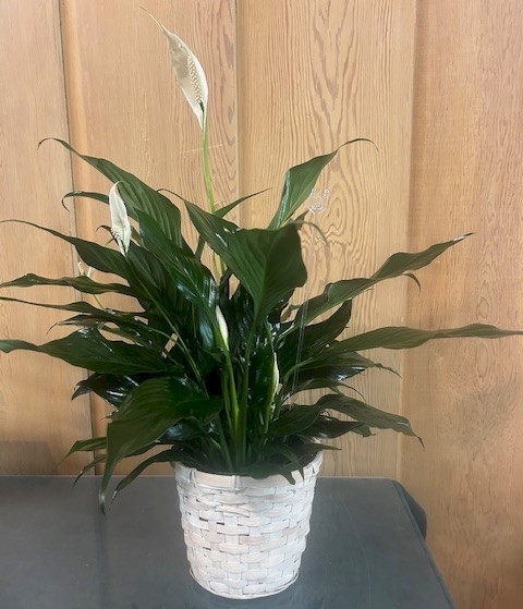 Flowers from Dakota Country Pharmacy