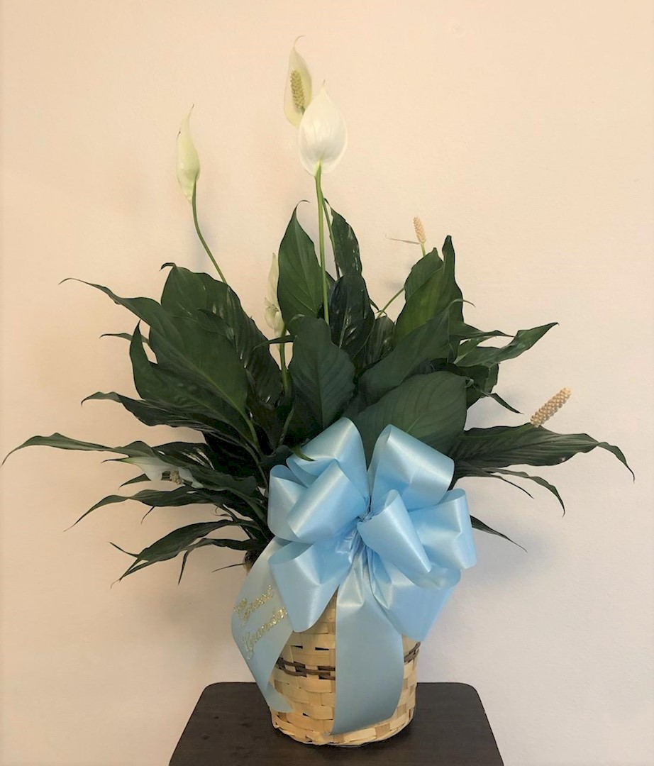 Flowers from Family - "Great-Grandma"