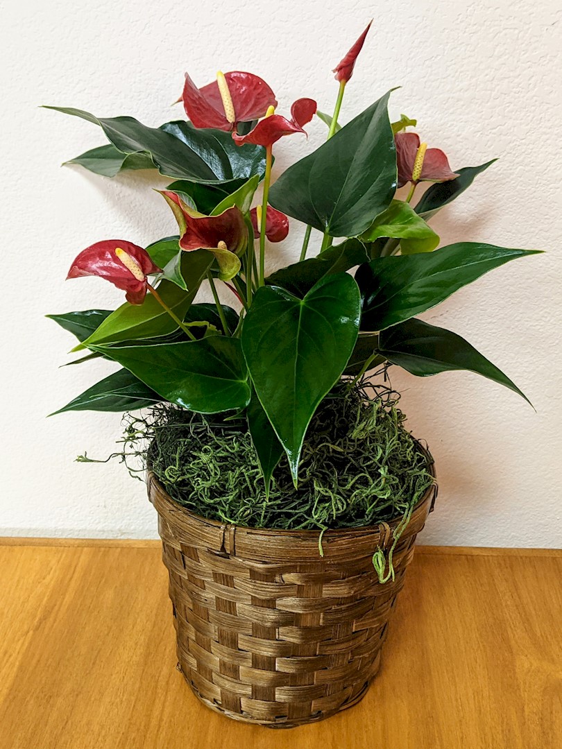 Flowers from Dakota Country Pharmacy