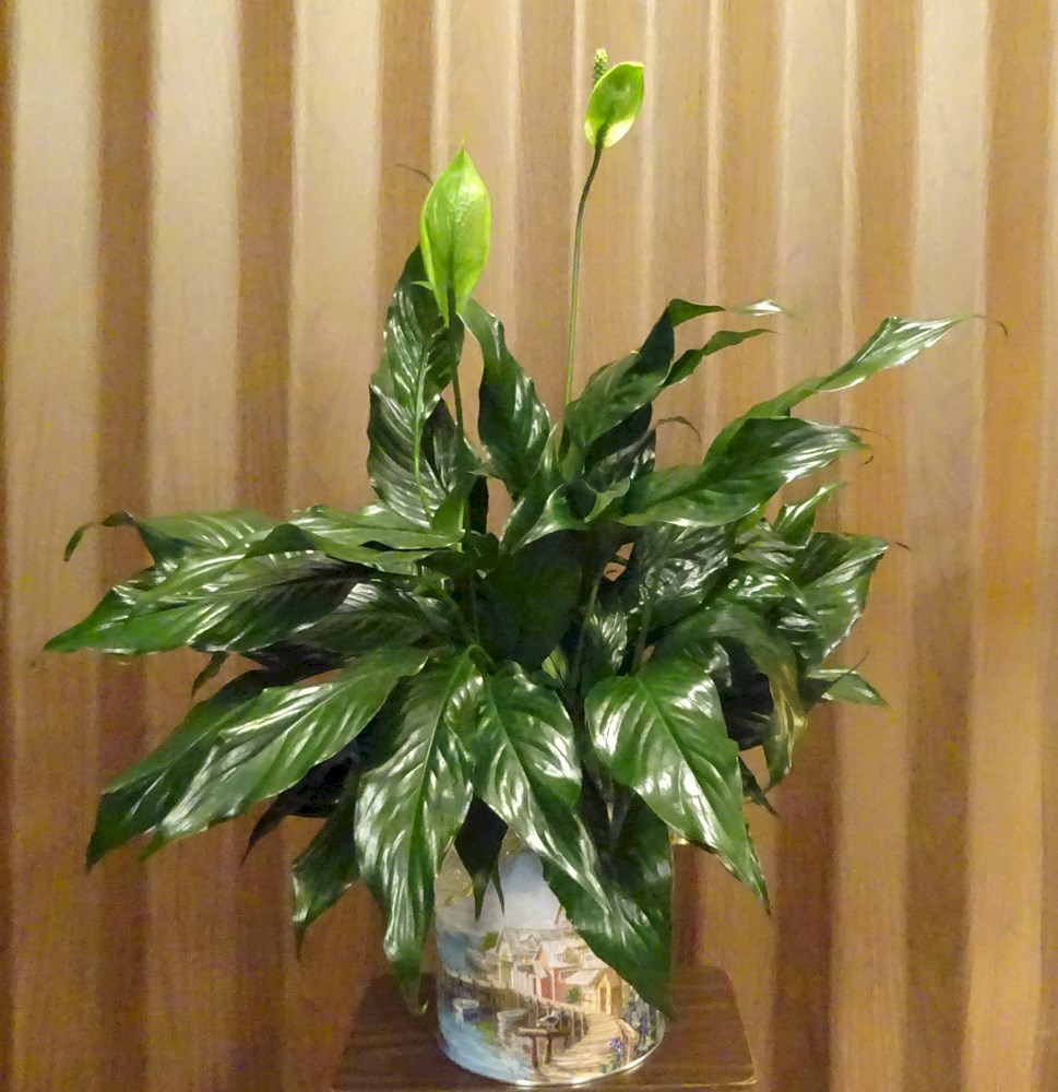 Flowers from Ron & Viv Reub