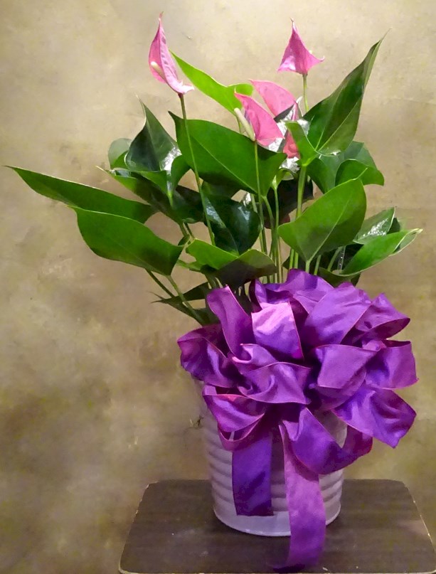 Flowers from Bryan, Linda Miller &Family and Mary Miller