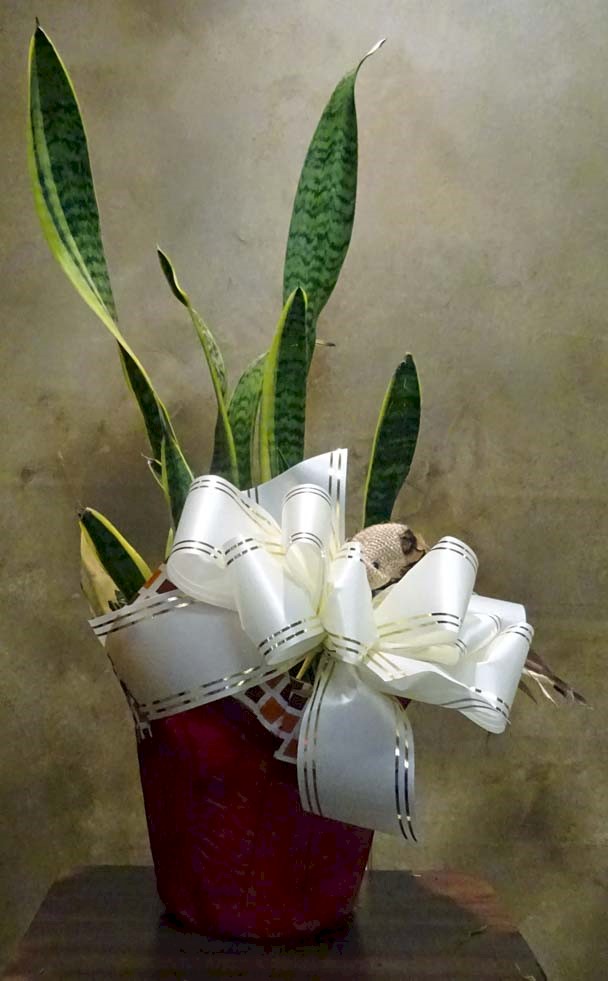 Flowers from The Richters