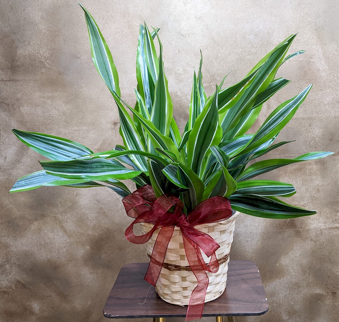 Obituary Joy Elshere