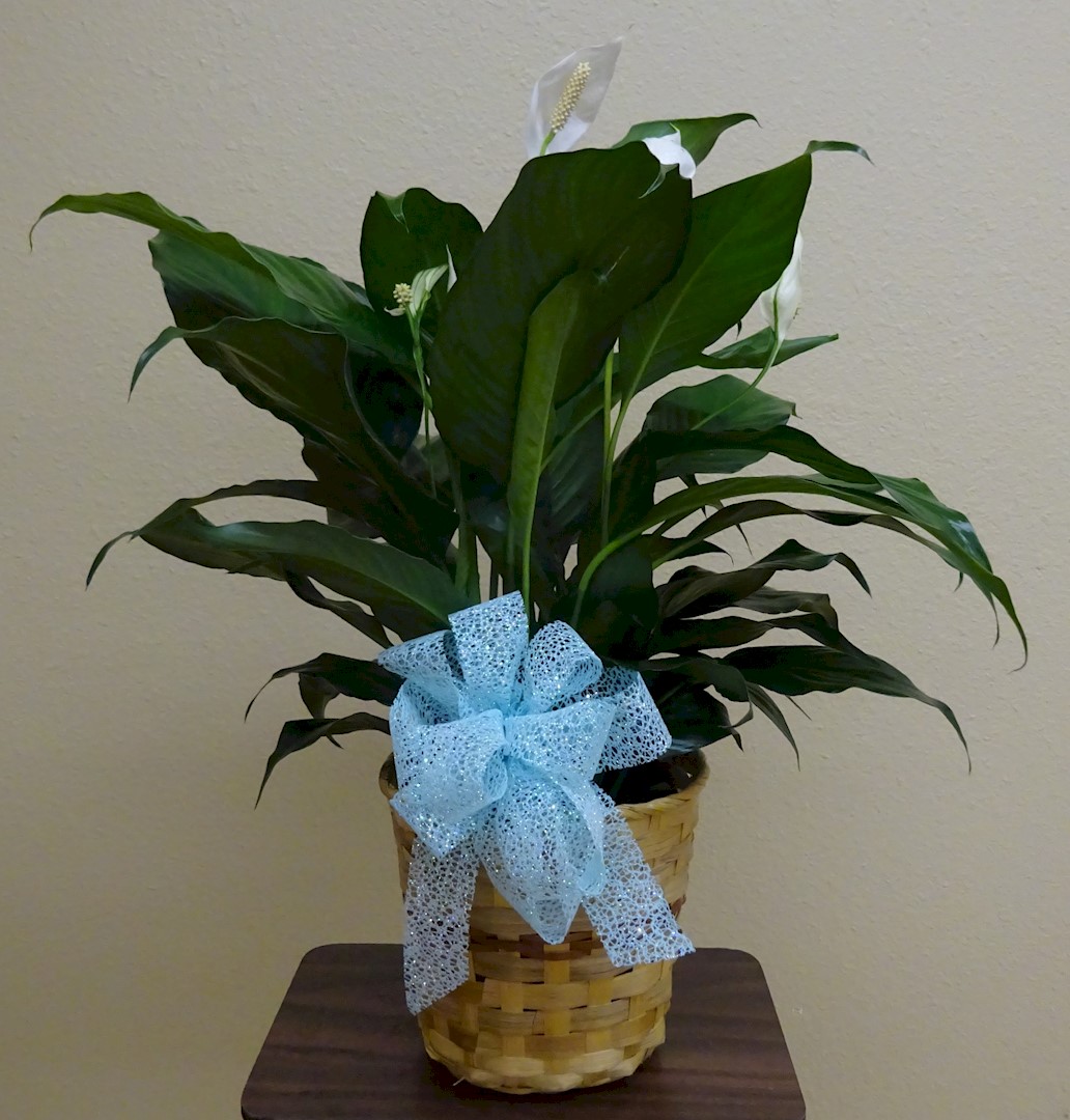 Flowers from Family
