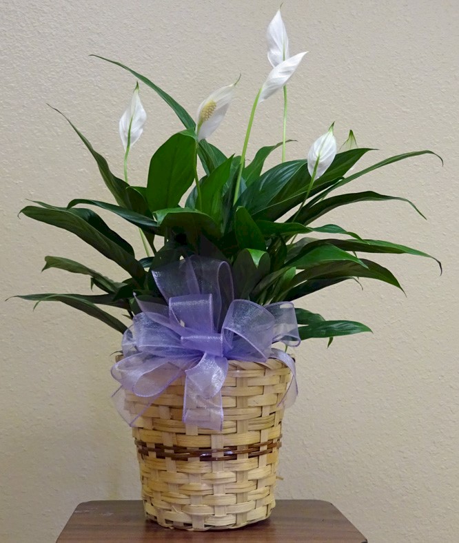 Flowers from Your friends and family at Evangel Church - Pastor Jason and Jill