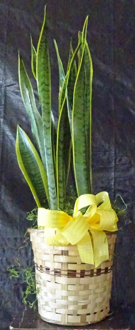 Flowers from Paul and Brenda, Clayton, Jen, and girls, and Renee, Dustin, and girls