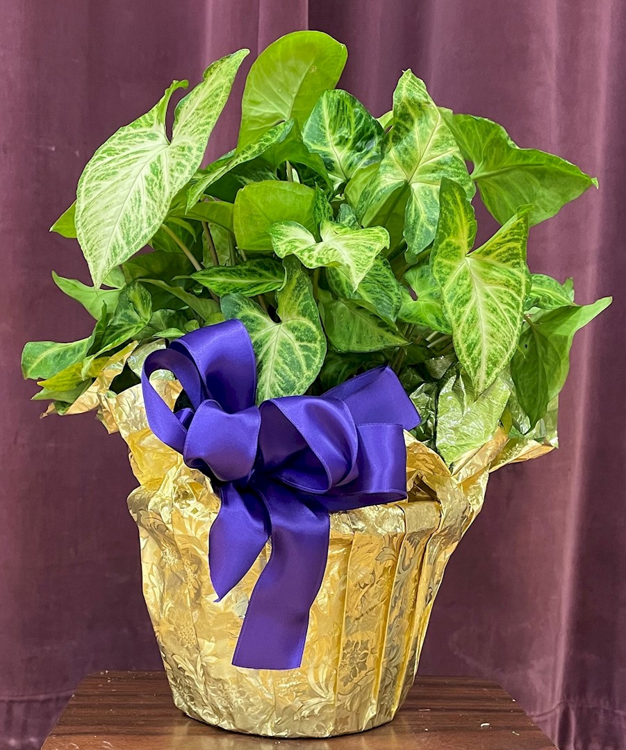 Flowers from Cathie Handcock and Family