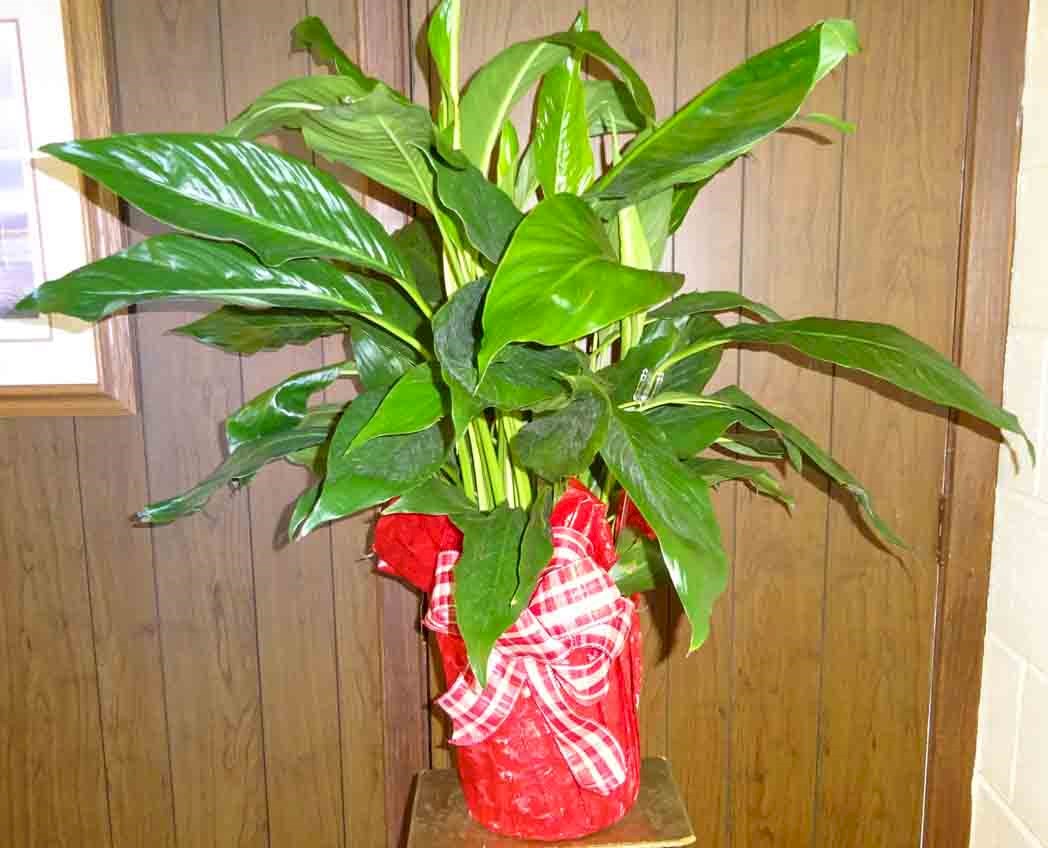 Flowers from Jay, Tammy & Family, Jeannie, Kenny & Family, and Jim Ramsey