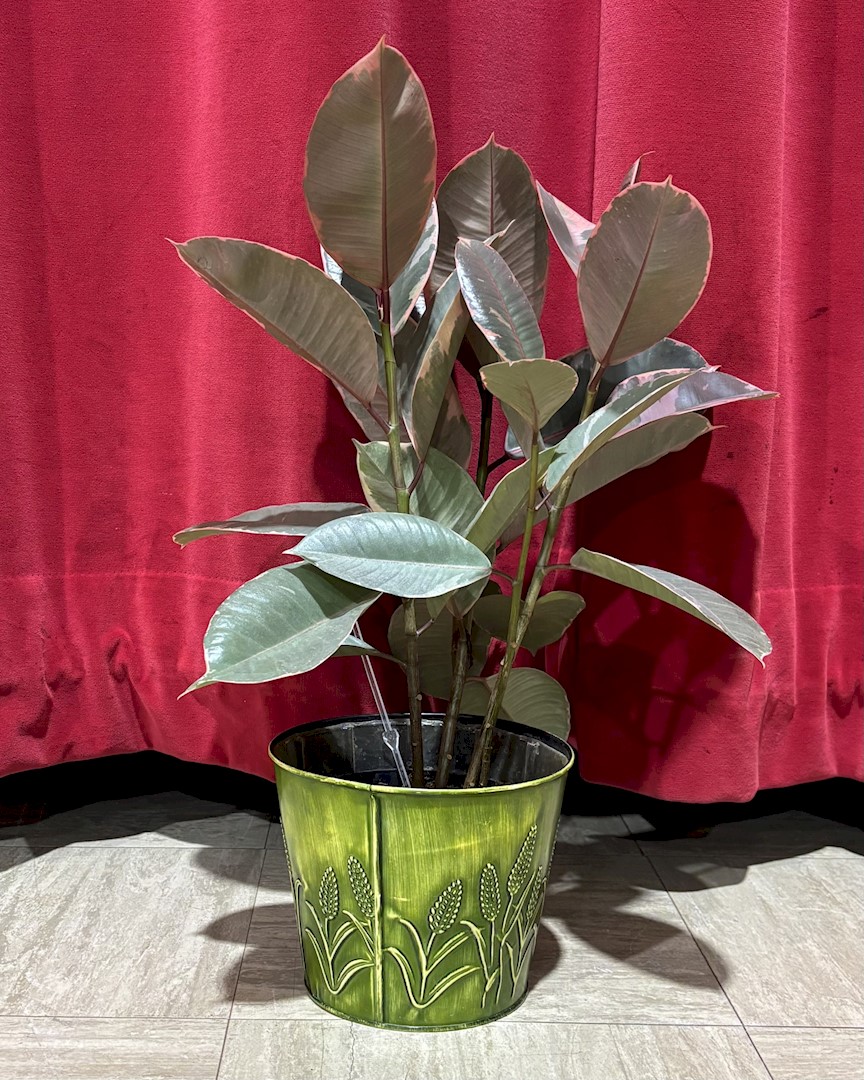 Flowers from The Families of Bud and Helen Schofield: Mary K, Vi, Ellen, Vera, Tom and Janet, Bob and Harla, Dan, and Families