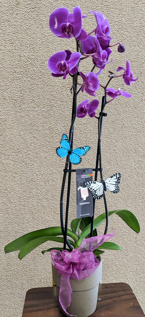 Flowers from Robin and John Maturan