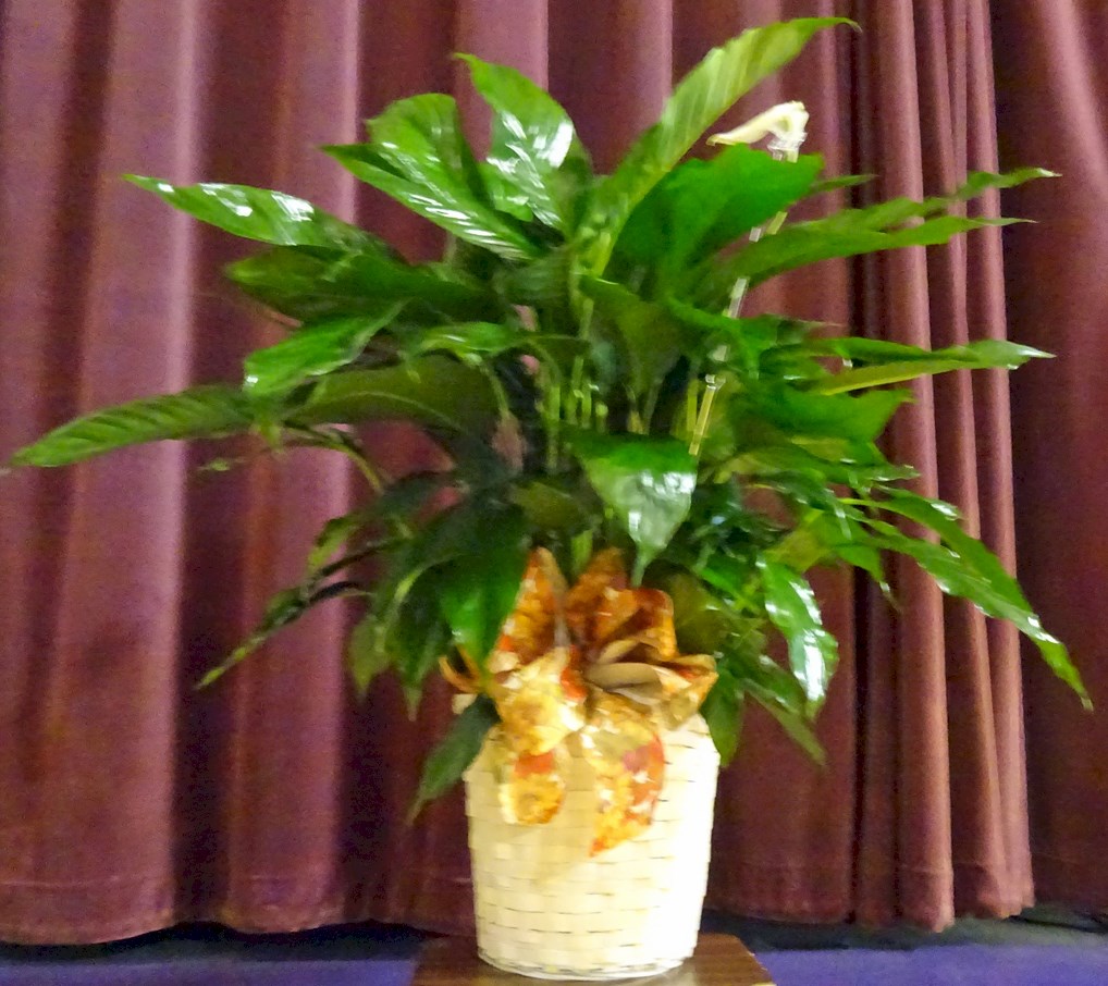 Flowers from Joanne Gauer