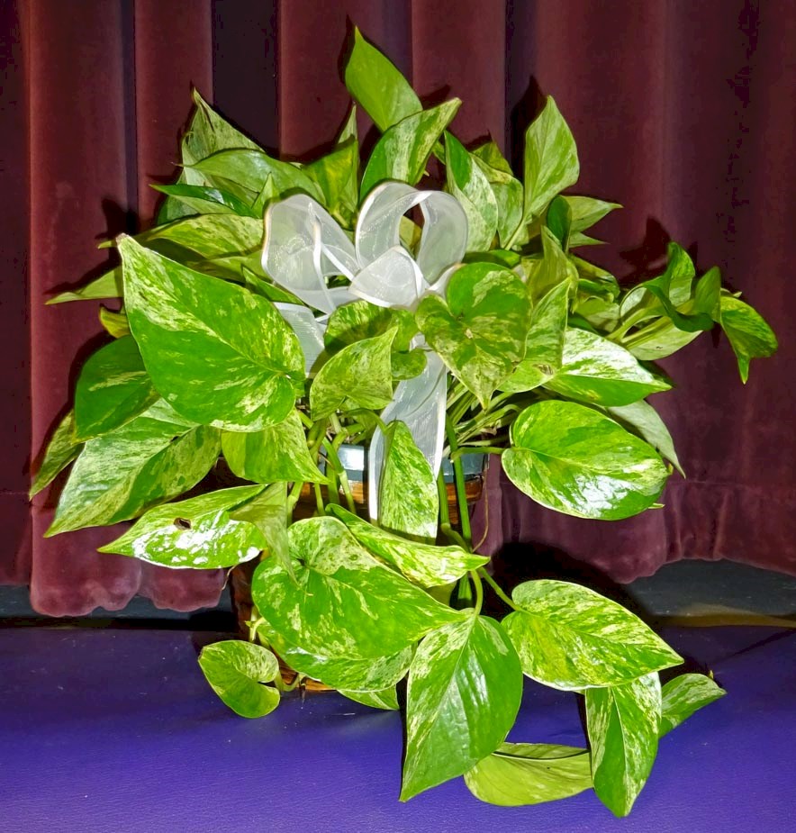 Flowers from Jim and Debbie Antonsen and Family