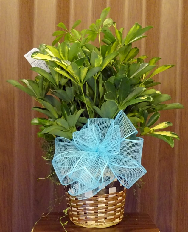 Flowers from Lorraine Fauske, Alice Richter, Don & Ann Brown, Gene & Alma Crosbie, and Families