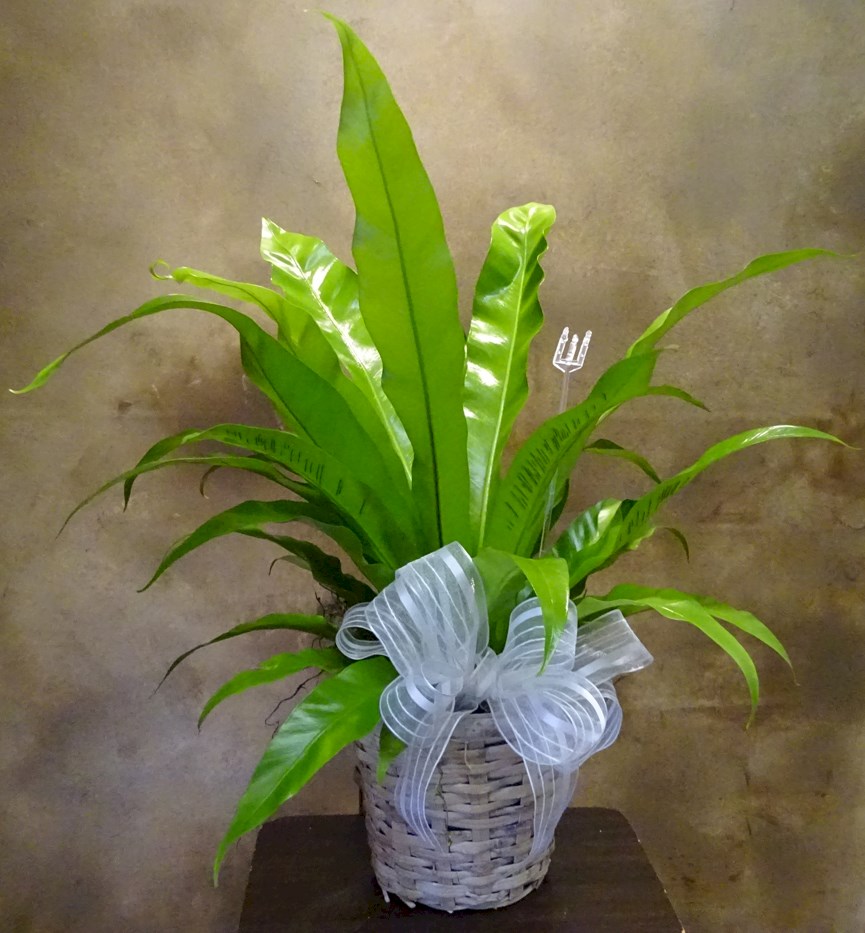 Flowers from Dana and Andi Kerns