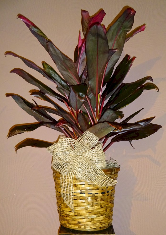 Flowers from Joe E. Vallejos and Family