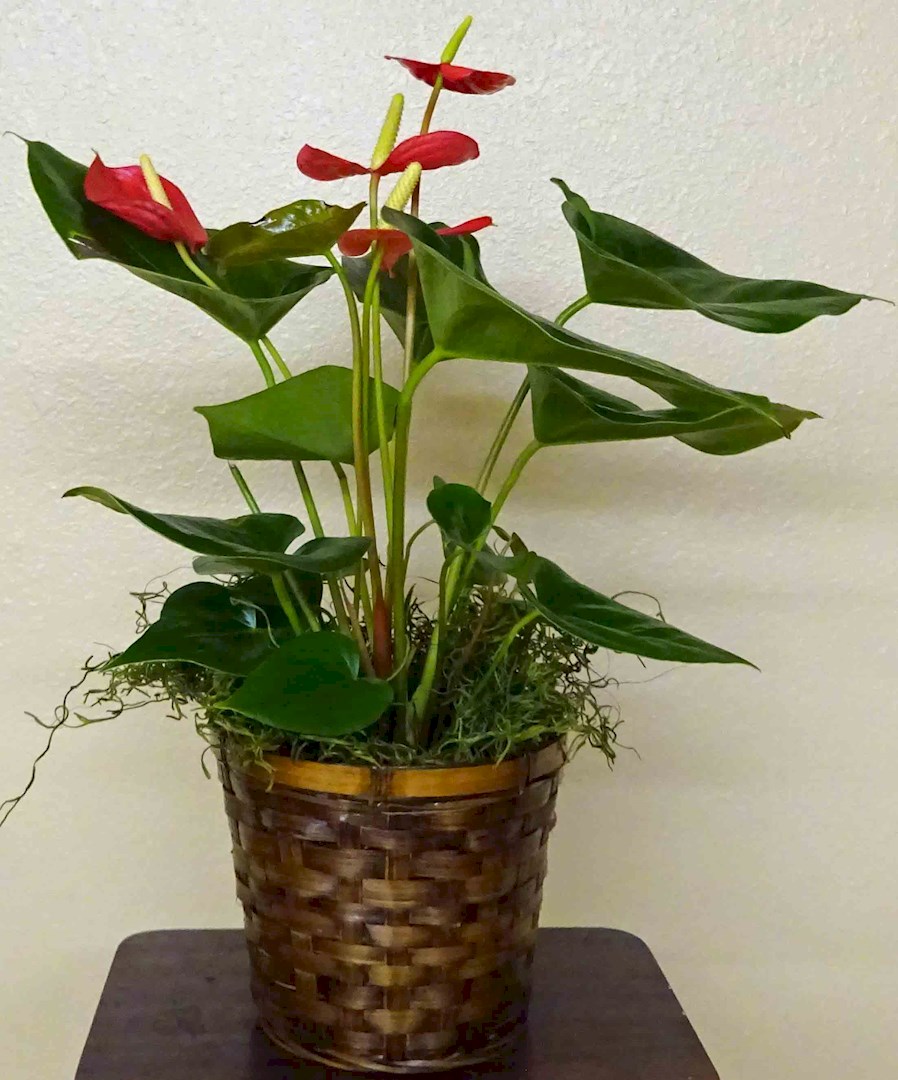 Flowers from Kadoka Presbyterian Church