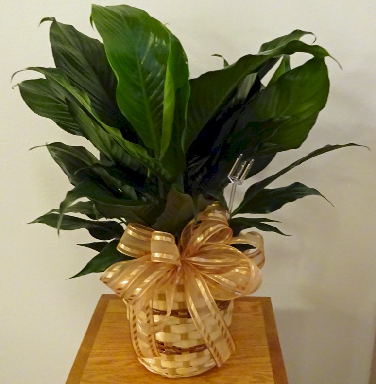 Flowers from Class of 1961 Wall High School