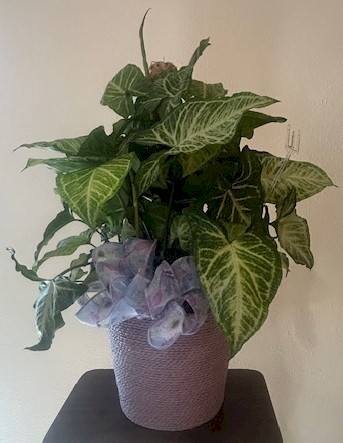 Flowers from The Ciz Family