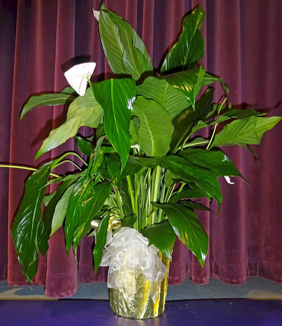 Flowers from Brigit and Luke Schofield and Family