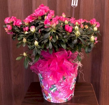 Flowers from The Korth's