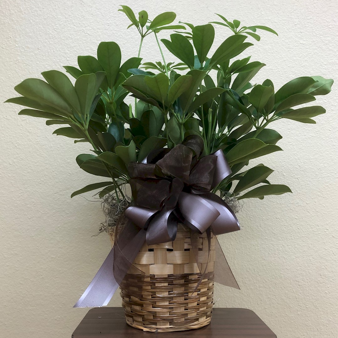 Flowers from Stulken, Petersen, Lingle, Walti, and Jones