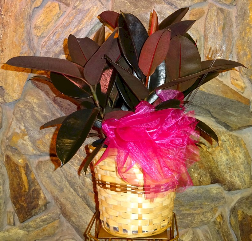 Flowers from Daktronics - Employer of Rose O'Brien