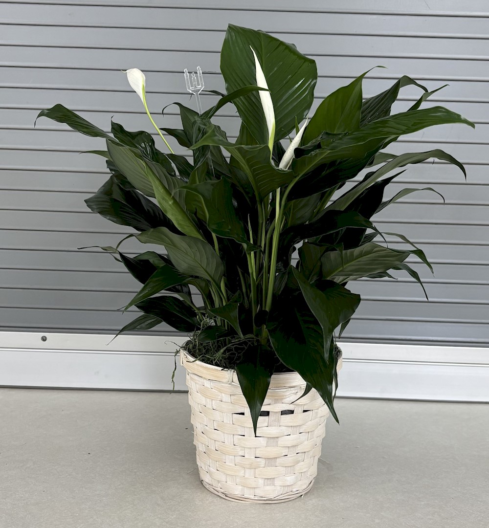 Flowers from The Kadoka Buffalo Stampede