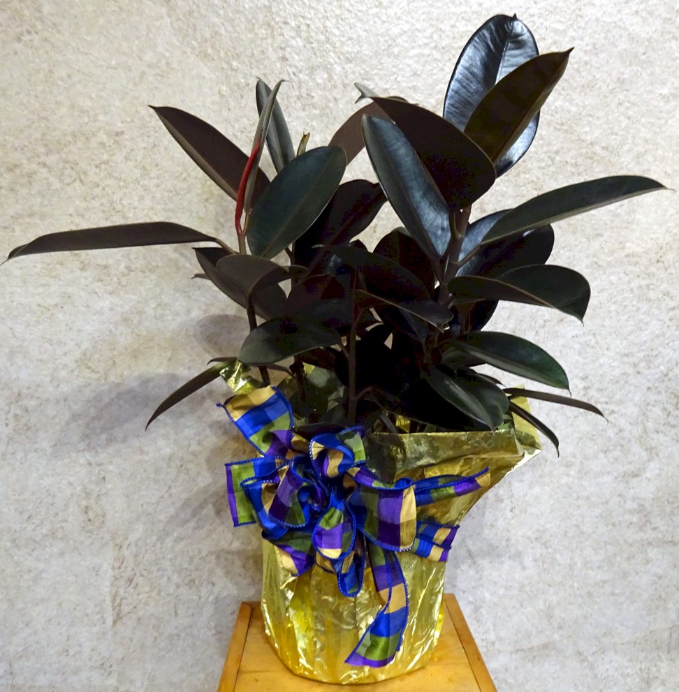 Flowers from Chad Nelson and Family