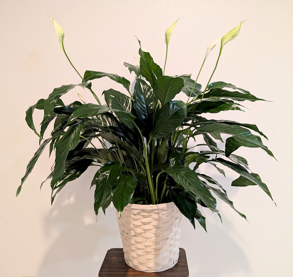 Flowers from Donella