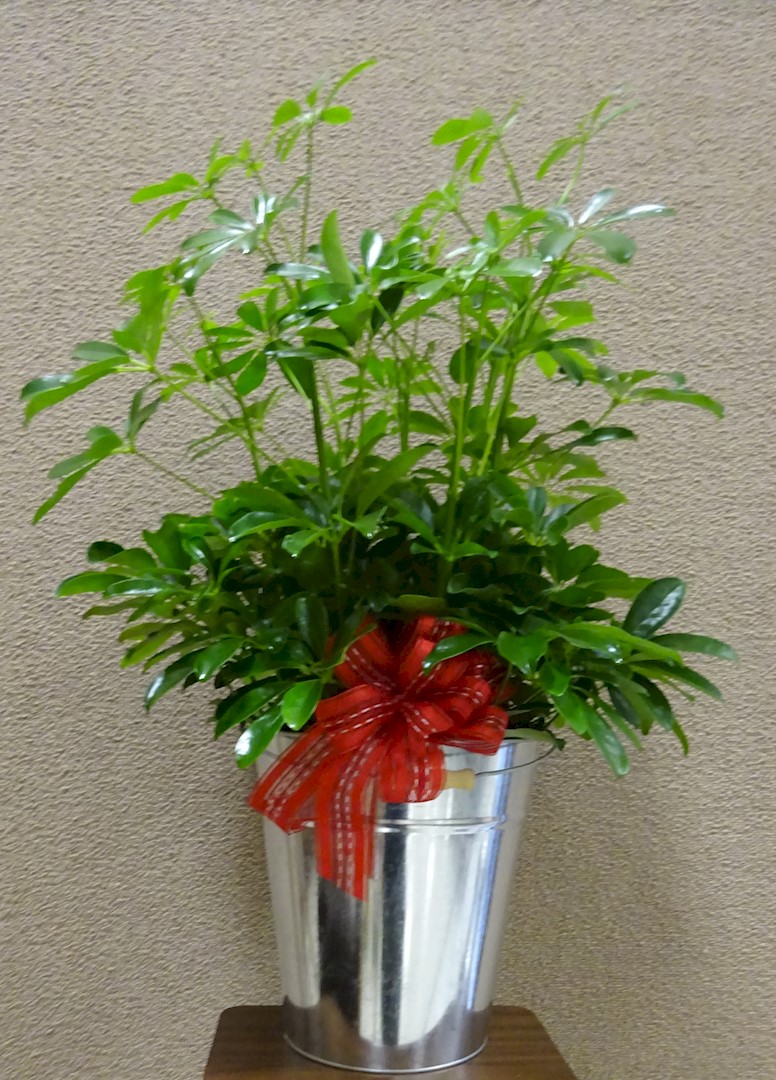 Flowers from The Welsh Girls