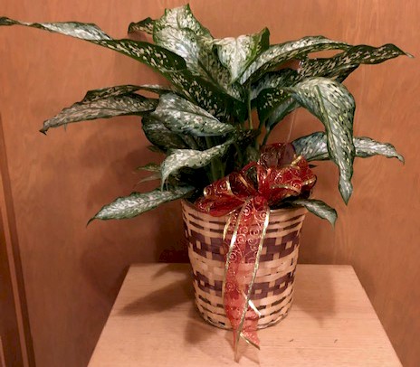 Flowers from The Paint Store