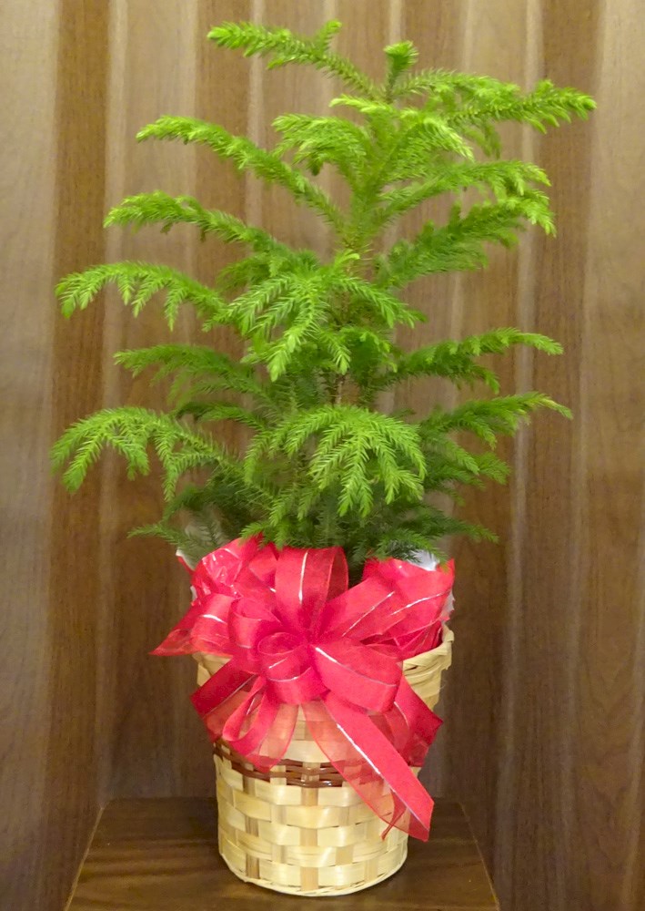 Flowers from Mike Browning and Family