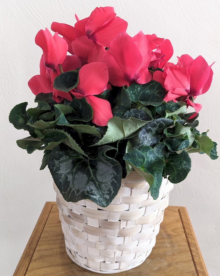 Flowers from Dakota Country Pharmacy 
